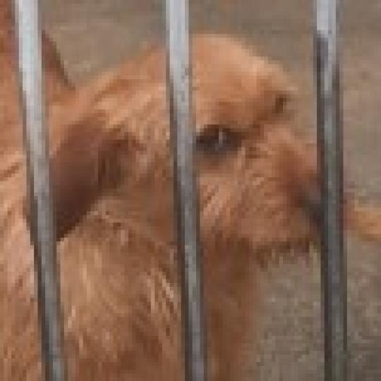 chien Basset fauve de bretagne ANOUK ELEVAGE de la font de l'Arca