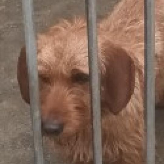 ARES de la font de l'Arca Mâle Basset fauve de bretagne