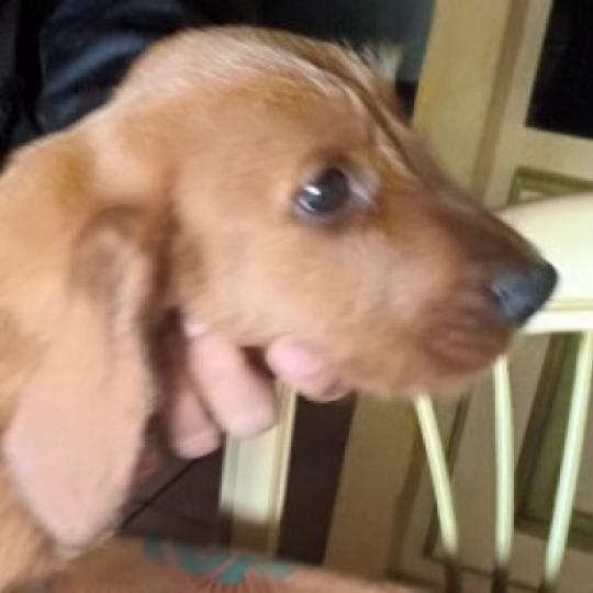BALI du rallye ramondens Femelle Basset fauve de bretagne