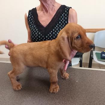 chiot Basset fauve de bretagne F/Fo bill ELEVAGE de la font de l'Arca