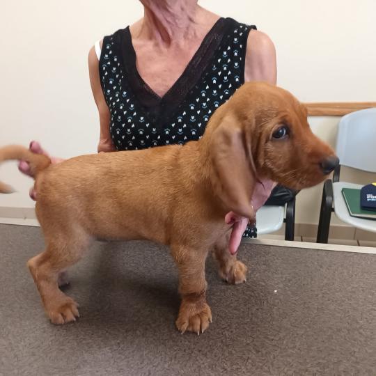 boul de la font de l'Arca Mâle Basset fauve de bretagne