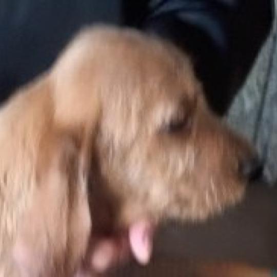 BOY du rallye ramondens de la font de l'Arca Mâle Basset fauve de bretagne