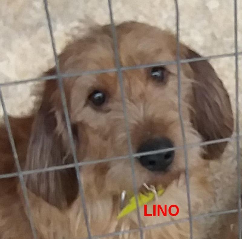 LINO de la font de l'Arca Mâle Basset fauve de bretagne