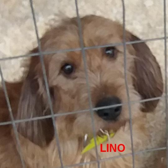 LINO de la font de l'Arca Mâle Basset fauve de bretagne