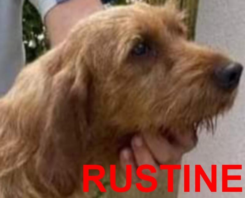 RUSTINE DU RALLYE RAMONDENS Femelle Basset fauve de bretagne