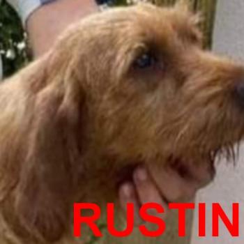 RUSTINE DU RALLYE RAMONDENS Femelle Basset fauve de bretagne
