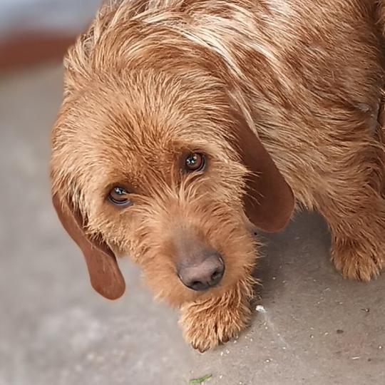 SNIPER SNIPER Mâle Basset fauve de bretagne