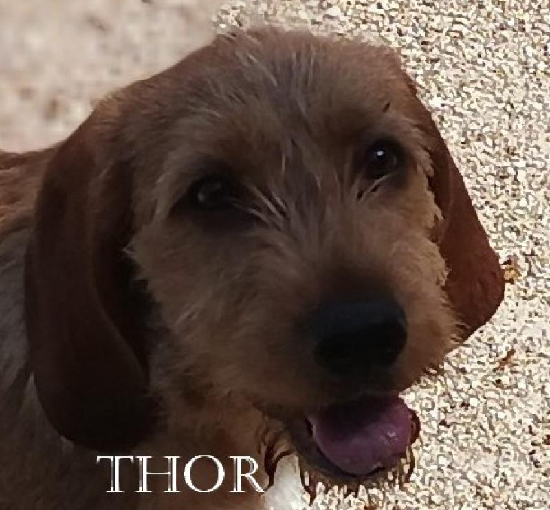 THOR de la font de l'Arca Mâle Basset fauve de bretagne