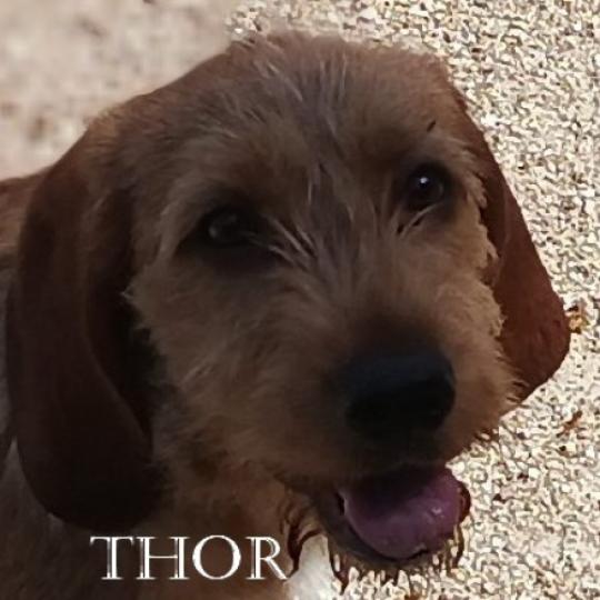 THOR de la font de l'Arca Mâle Basset fauve de bretagne