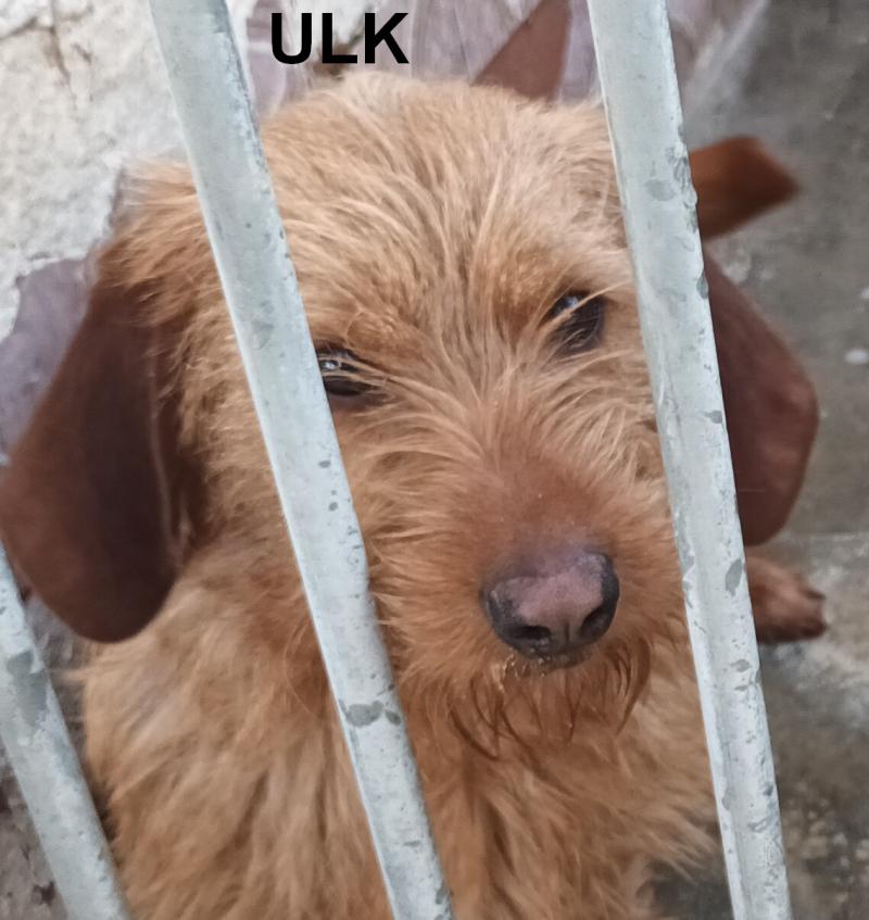 ULK de la font de l'Arca Mâle Basset fauve de bretagne