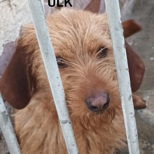 ULK de la font de l'Arca Mâle Basset fauve de bretagne